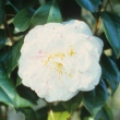 Lady Fraser